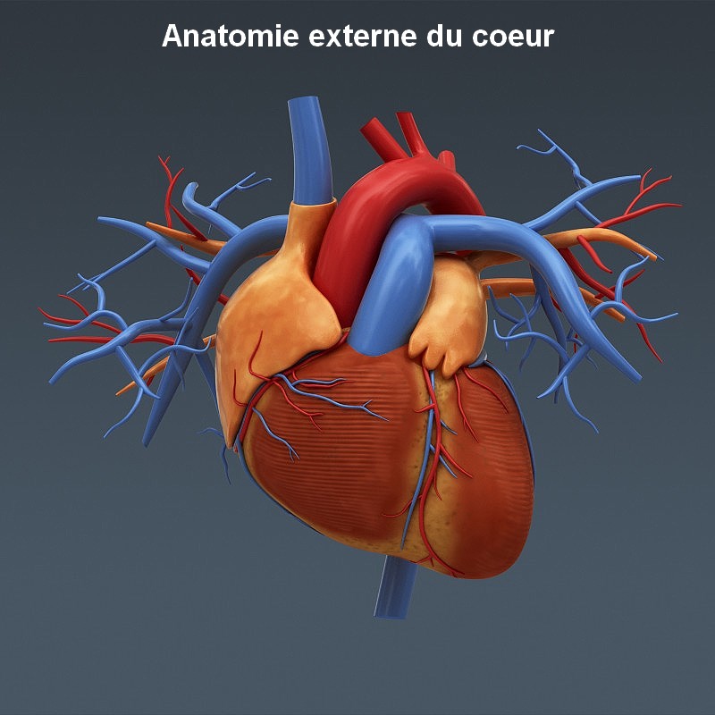 Impossible de lire la video